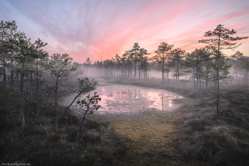 "Мочажина на болоте" / На поверхности болот в большом количестве встречаются топкие понижения, которые называются мочажины. Весной и в дождливый период здесь скапливается небольшое количество стоячей воды. Растительность совсем скудная, только ковер из сфагнума, редкая поросль низкорослых трав, да отдельные кустики росянки и клюквы. Мочажины - это опасные места, и без необходимости туда лучше не лезть
