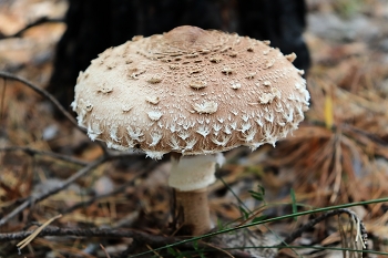 Ажурный гриб ... / Лесные прогулки ...