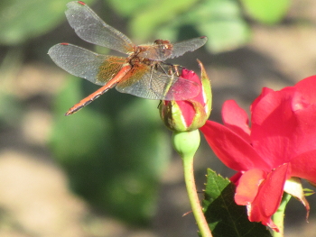 Неожиданная рифма / Неожиданно срифмовались розы и стрекозы - в розарии летало довольно много стрекоз.