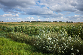 Ветер / край поля