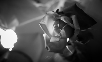 rose flower / rose flower