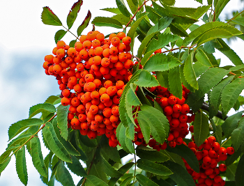 Рябина в конце августа / ***
