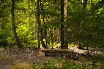 Летним днём / Пейзаж в летнем лесу...отдохни если устал.
