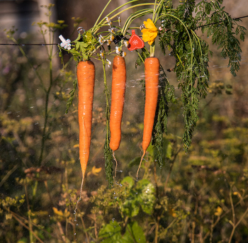 Морковка / Урожай