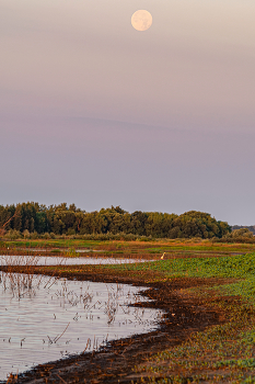 на восходе Солнца / цапли и заходящая Луна