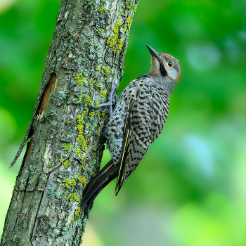 Northern flicker / Золотой шилоклювый дятел
дятел среднего размера, относящийся к роду шилоклювых дятлов.
Он обитает в большей части Северной Америки, в том числе в некоторых частях Центральной Америки, на Кубе, Каймановых островах, и является одним из немногих видов дятлов, которые мигрируют.


The northern flicker or common flicker is a medium-sized bird of the woodpecker family. It is native to most of North America, parts of Central America, Cuba, and the Cayman Islands, and is one of the few woodpecker species that migrate.
Northern Flickers are widespread and common, but numbers have decreased by an estimated 1.2% per year between 1966 and 2019 for a cumulative decline of 47%, according to the North American Breeding Bird Survey.