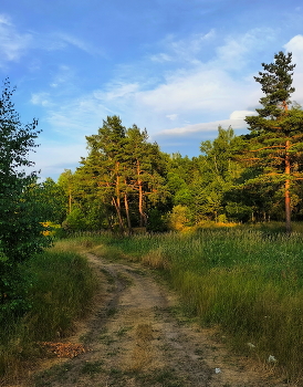 Лесная\ дорога / Подмосковный лес