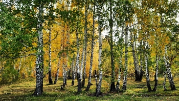 Приходит Осень ... / Осенний лес окутан изумрудным золотом листвы ...
