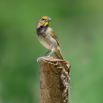 Yellow-faced grassquit (male) / Желтолицый травяник (самец)-— воробьиная птица семейства танагровых Thraupidae и единственный представитель рода Tiaris.Распространен видт в Центральной Америке, Южной Америке и Карибском бассейне.

The yellow-faced grassquit is a passerine bird in the tanager family Thraupidae and is the only member of the genus Tiaris. It is native to the Central America, South America, and the Caribbean.
