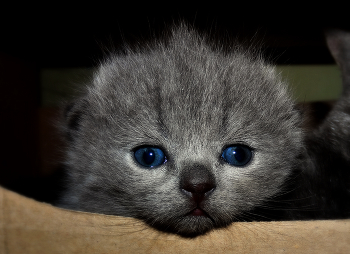 Вислоухий и голубоглазый / Вислоухий и голубоглазый котёнок шотландской голубой кошки