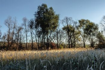 Утром сентябрьским.. / Идет рассвет, утро сентября, начало.. Через стволы деревьев утренний свет.. Проникающий на поляну. Трава красках осени. Утром на рассвете свет солнечных лучей на среднем плане, на траве...