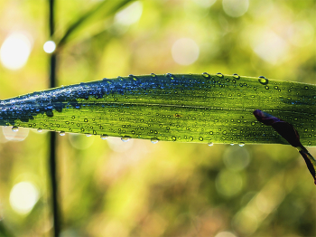 В каплях росы.. / Лист зеленый. В каплях росы ранним утром. При контровом свете.. Солнечные лучи через лист растения. Утро, сентябрь начало, роса при тумане, и капли росы..