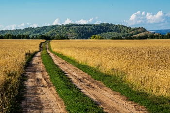 Дорога в полях / п.Шеланга,Татарстан