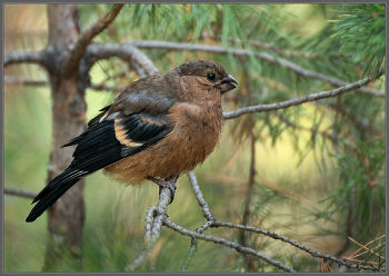 Скоро будет совсем как папа / Молодой снегирь