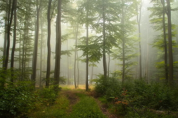 На полянку.. / Туманным утром в осеннем лесу.