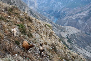 Песнь горных коров / Дагестан. Сулакский каньон.