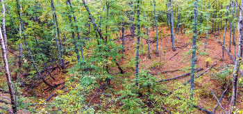 Лощина леса.. / Утром в сентябре в лесу. Панорама леса. С возвышения вид на лощину в лесу. Пасмурно, рассеянный свет, подчеркивающий краски лесного массива. Разный цвет листвы в лесу.