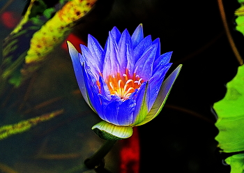 Нимфея / Халим парк. Южная Корея.Нимфея