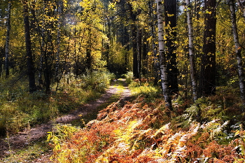 *Осенний лес.** / Томская область.