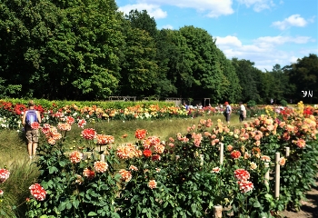 Dahliengarten Hamburg / Сад георгинов в Альтоне - старейший из сохранившихся в Европе садов георгинов. Первые георгины были посажены в Народном парке еще в 1920 году, а сад георгинов существует на его нынешнем месте с 1932 года.

Сад георгинов в Альтоне - особенно красивое место для любителей цветов и георгинов. В саду площадью 15 000 квадратных метров посетители найдут более 600 различных видов георгин, в общей сложности более 11 000 отдельных растений.
Слайд-шоу сада георгинов:

https://www.youtube.com/watch?v=YIZZSauDE3w