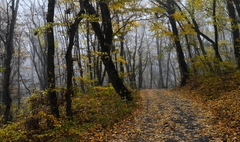 В лесу осеннем...... / Железноводск. Октябрь