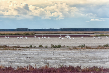 осенние сборы.. / лебедь - кликун в степи .
Тёмно-красная трава - это солерос.. любит солёные почвы, человеку можно даже есть его.. Краснокнижное.