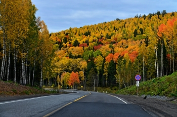 Осенняя палитра / Разноцветные краски леса