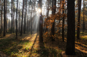 Утро в лесу / Белгородский район.