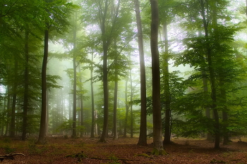Сентябрь / Туманное утро в осеннем лесу.