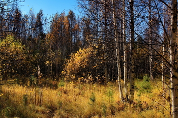 *Осенний лес.** / Томская область.