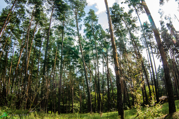 умиротворение / зенитар 16 мм 2.8