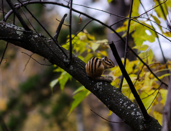 Полосатый шустрик- бурундучок / Красноярский край