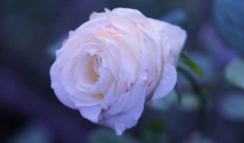 Роза / Белая роза в сумерках