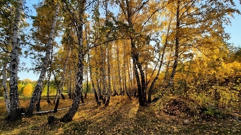 Осенний лес ... / Зарисовки Осени ...