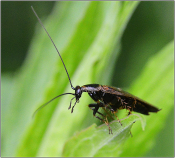 Не сладкая жизнь таракана. / Таракан лесной - Ectobius sylvestris. Из-за особенностей строения тела тараканы кажутся обиженными на что-то, или им очень скучно.