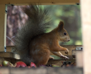 Выбрала. / " " "