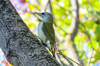 Седой дятел (Picus canus) Жовна сива / ***