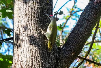 Седой дятел ( Picus canus) Жовна сива / ***