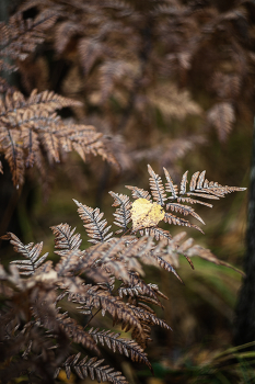 &nbsp; / Осень, она не спросит…