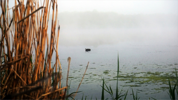 Из жизни маленького водоёма / Тихое туманное утро на маленьком озере.
Южный Урал