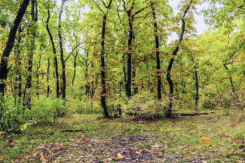 Осень приходит в лес / Утром в лесу. После рассвета осенние краски леса. Пожелтевшая листва. Опавшие листья на переднем плане. В осенних красках.. Осень приходит в лес..