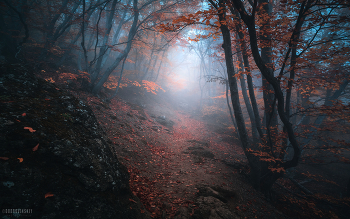Тропами осени / Осенний лес на склонах горы Южная Демерджи, Крым