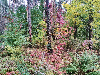 Разноцветная осень / Осенний лес
