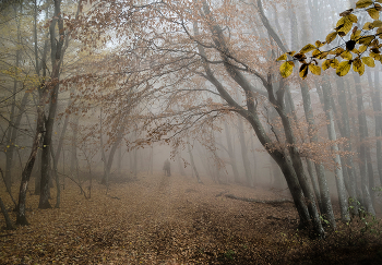 Крымский лес / Крым