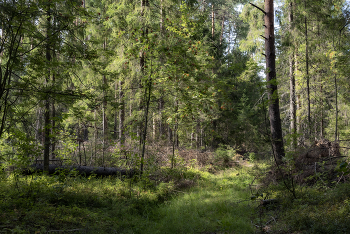 Лесная прогулка / ...