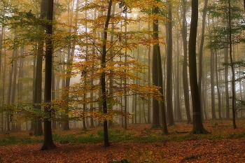 Поздняя осень / Последний день октября. Лесной осенний пейзаж.