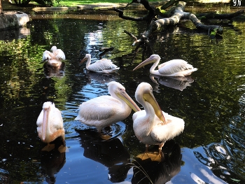 Пеликаны / https://www.youtube.com/watch?v=WnAX2MIXXMs
https://www.youtube.com/watch?v=Ms1GfBntMoE
https://www.youtube.com/watch?v=CAeNjlhBcFc
https://www.youtube.com/watch?v=iTrPFuCO4Jw
https://www.youtube.com/watch?v=b5vziYLabQ4
https://www.youtube.com/watch?v=I5oFEUlDr2s