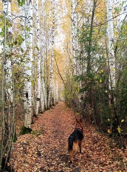 Октябрь / Прогулка по осеннему лесу.