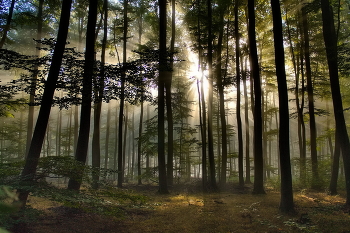 Утро в октябре / Уходящий туман и восход солнца. Сегодняшнее утро в лесу.