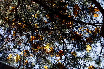 Фонарики / Листья клёна на ветках сосны